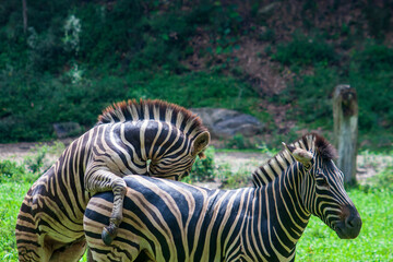 Fototapeta na wymiar Mating zebras