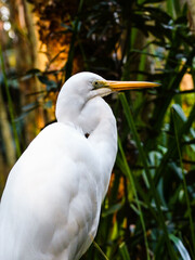 Cattle Egret (Ardea ibis)