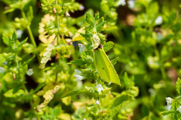 Zitronenfalter Schmetterling an einer Mariennessel Andorn Pflanze