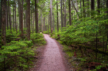 Fototapeta na wymiar Glacier National Park trails through the forest.