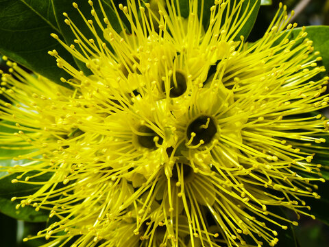 Golden Penda (Xanthostemon chrysanthus) flower in bloom