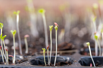 Little green seedlings growing in fertile soil against blurred background