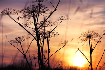 Beautiful calm sunset..Silhouette of a hogweed on a sunset background.
