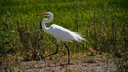 great white heron walking in front of rice field