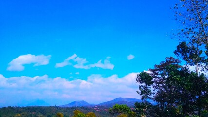 trees and sky