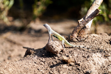Zebra-tailed lizard basking in the morning sunshine in Arizona; notice the lovely colors on his chest