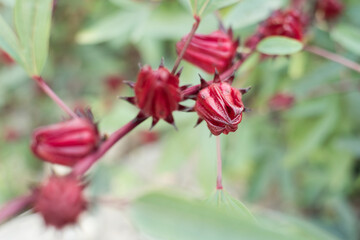red roselle flowers
