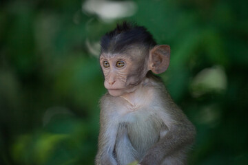可愛いサル