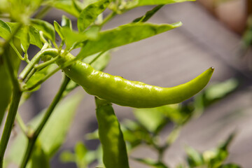 unripe cayenne hot chili pepper a type of Capsicum annuum a species of plants from which peppers...