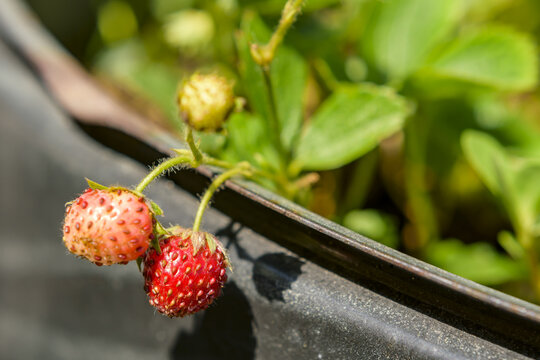 Fruit Of Fragaria Vesca Commonly Known As Wild Strawberry Or Alpine Strawberry A Perennial Herbaceous Plant In The Rosaceae Family In July In The Italian Lazio Region