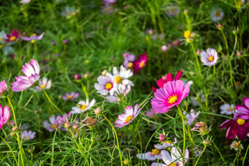 Obraz premium colorful cosmos flowers farm