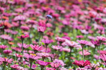 pink and purple cosmos flowers farm