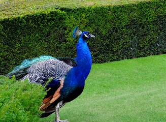 Fototapeta premium The Peacock Garden at Warwick Castle , UK