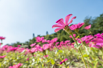 Obraz na płótnie Canvas pink cosmos flowers farm