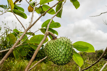 Mountain Sop On Tree