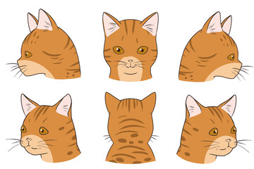 顔アップネコ　オシキャット