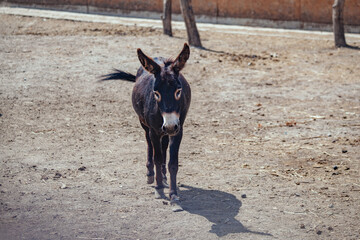 Donkey at the paddock at the farm