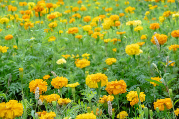 Obraz premium yellow cosmos flowers farm