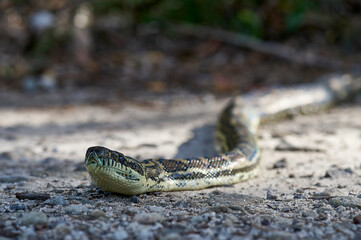 An Australian Carpet Python (Morelia Spilota) slithering across a sandy path, toward the photographer; selective-focus creating a pleasant blurred natural background.