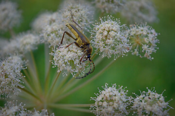 Green beetle on white wildflowers in the forest.