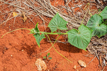 Isolated Vine With Tendrils Of Zucchini Plant