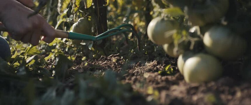 Female gardener farmer worker pull weed by hand cultivator rake in tomato organic vegetable garden beautiful sunlight green nature unrecognizable close up slow motion