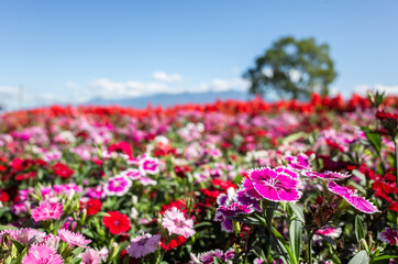 dianthus flowers in the garden
