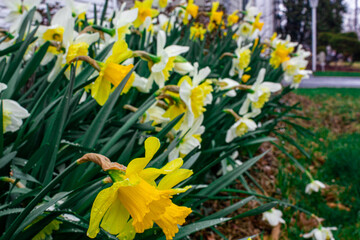 daffodils in spring