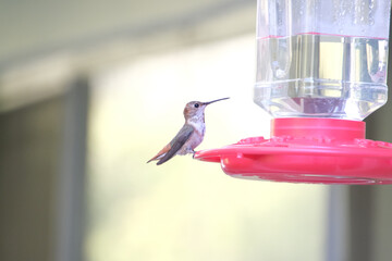 adolescent hummingbird feeding at feeder