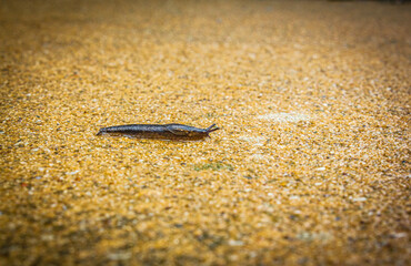 slug on the move