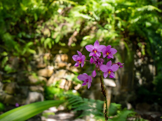 Obraz premium purple flowers in the garden