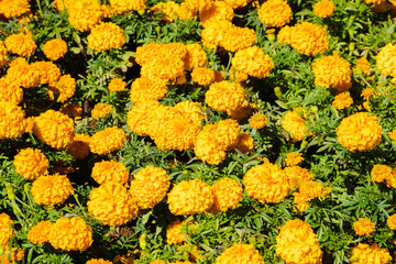 yellow chrysanthemum flowers
