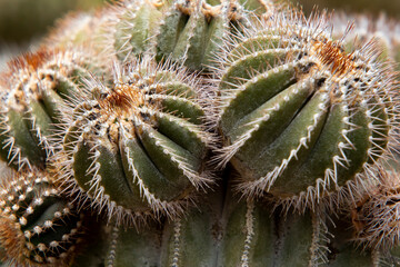 cactus close up