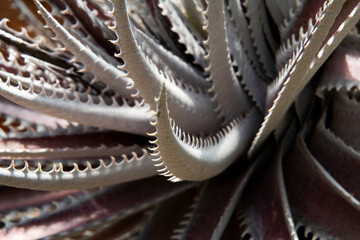 The cactus has a beautiful shape and sharp spines around it.