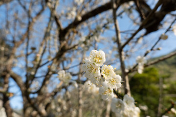 landscape of white plum blossom