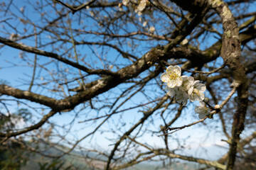 Obraz premium landscape of white plum blossom