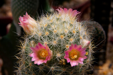 cactus in bloom