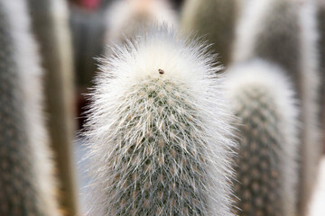 cactus close up