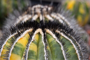 The cactus has a beautiful shape and sharp spines around it.
 

