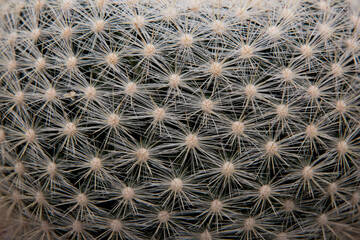 The cactus has a beautiful shape and sharp spines around it.
 
