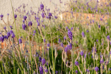 Obraz premium purple lavender at garden