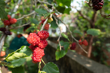 mulberry on the tree