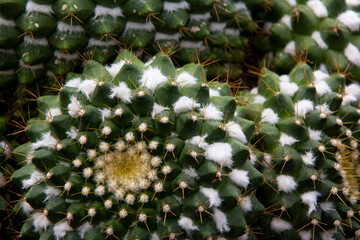 The cactus has a beautiful shape and sharp spines around it.
 
