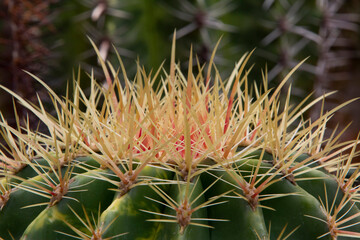 Naklejka na ściany i meble The cactus has a beautiful shape and sharp spines around it.   