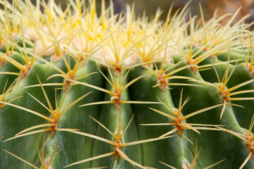 The cactus has a beautiful shape and sharp spines around it.
 
