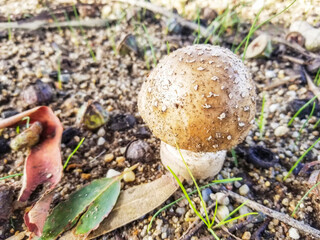 Young panther cap of false blusher mushroom