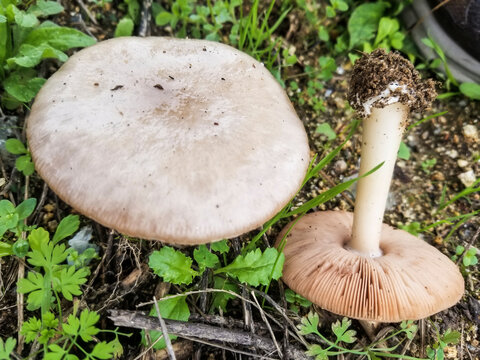 Big sheath mushroom, rose-gilled grisette, or stubble rosegill