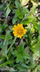 yellow dandelion flower