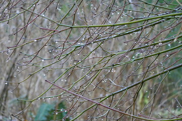 rain drops collecting on leafless tree branch