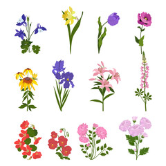 Set of garden flowers on a white isolated background.